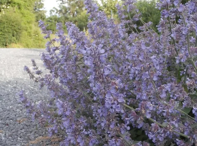 D'hôtes L'ermite 3* Saint-Algis